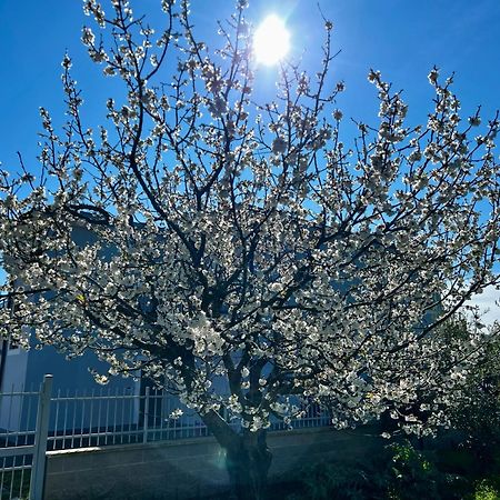 A Casa Di Marco Guesthouse - Apt Di Ciampino E Stazione Per Roma Marino Ngoại thất bức ảnh